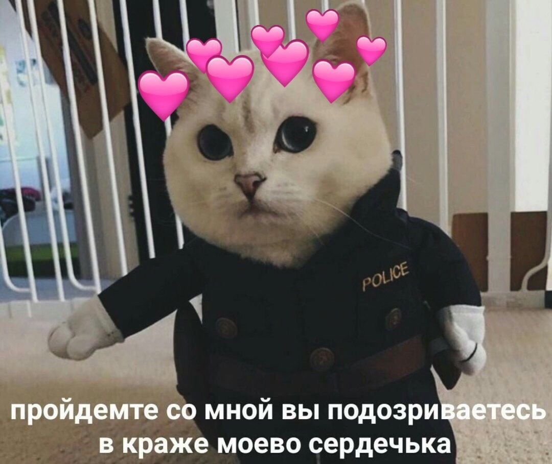 Кот-полицейский подключился к расследованию